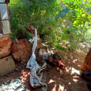 PCGO resgata idoso e investiga irmã e sobrinha por abandono, em Anápolis