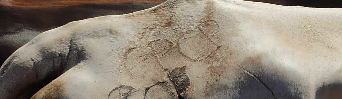 PC e PM recuperam 25 semoventes e prendem dupla em flagrante por receptação