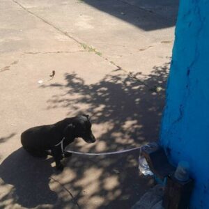 PCGO investiga mulher que abandonou cão idoso em via pública em Goiânia