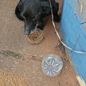 PCGO investiga mulher que abandonou cão idoso em via pública em Goiânia
