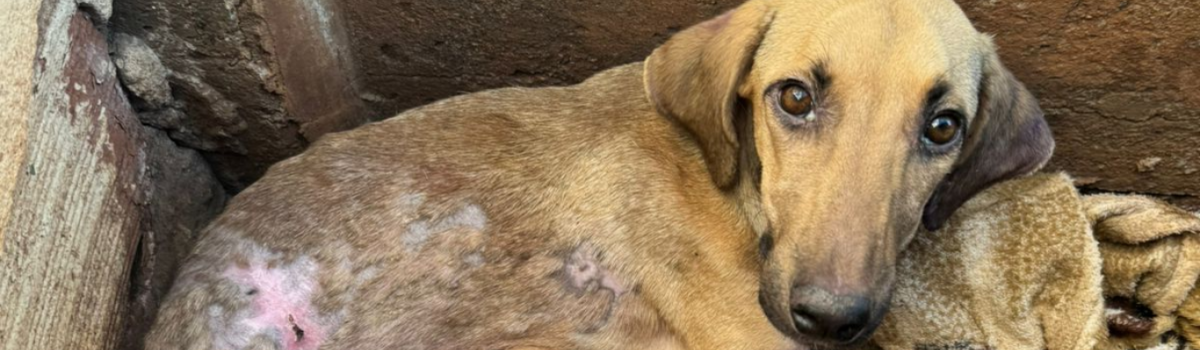 PCGO prende casal em flagrante por deixar cadela desnutrida, com feridas pelo corpo e sem acesso à alimentação