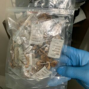 Operação Infinity: PCGO combate tráfico de drogas em Anápolis e prende quatro investigados