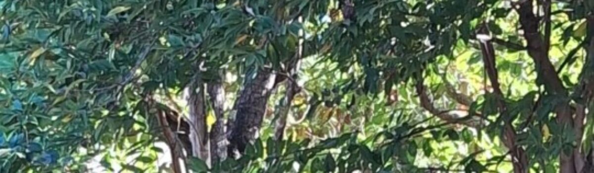 Crime ambiental: Polícia Civil resgata ave silvestre mantida em cativeiro em Itapirapuã