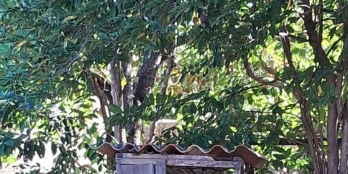 Crime ambiental: Polícia Civil resgata ave silvestre mantida em cativeiro em Itapirapuã