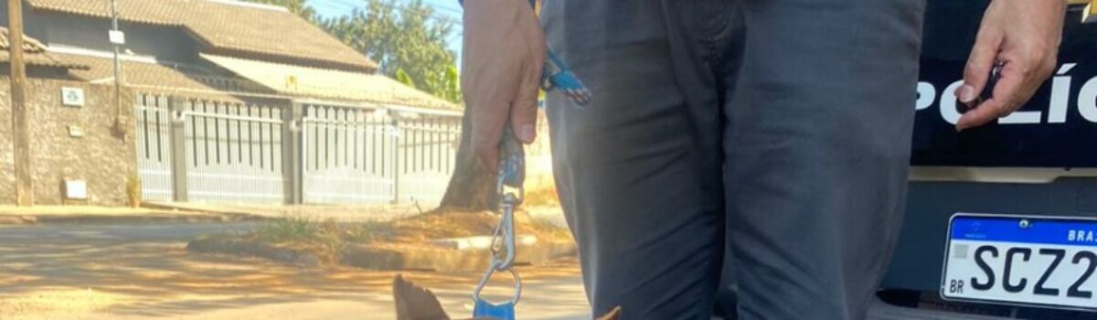 Polícia Civil prende homem que agrediu covardemente Pitbull em Formosa