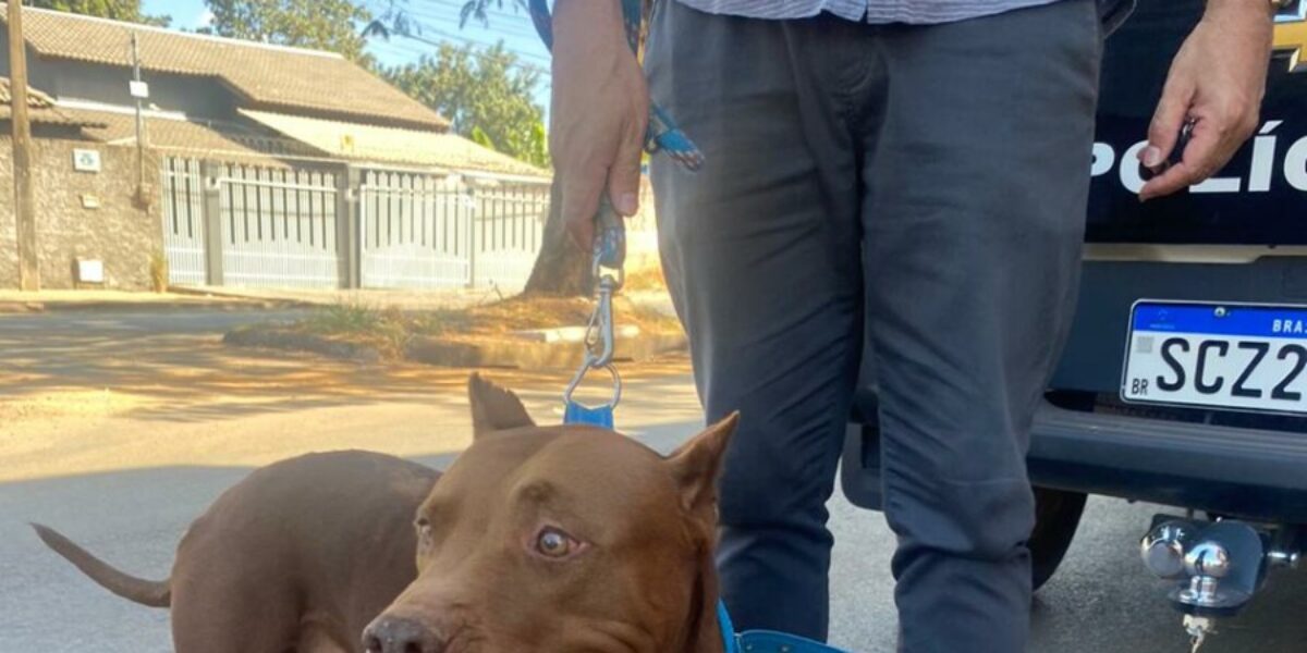 Polícia Civil prende homem que agrediu covardemente Pitbull em Formosa