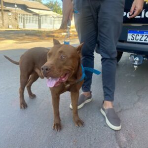 Polícia Civil prende homem que agrediu covardemente Pitbull em Formosa