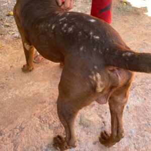 Polícia Civil prende homem que agrediu covardemente Pitbull em Formosa