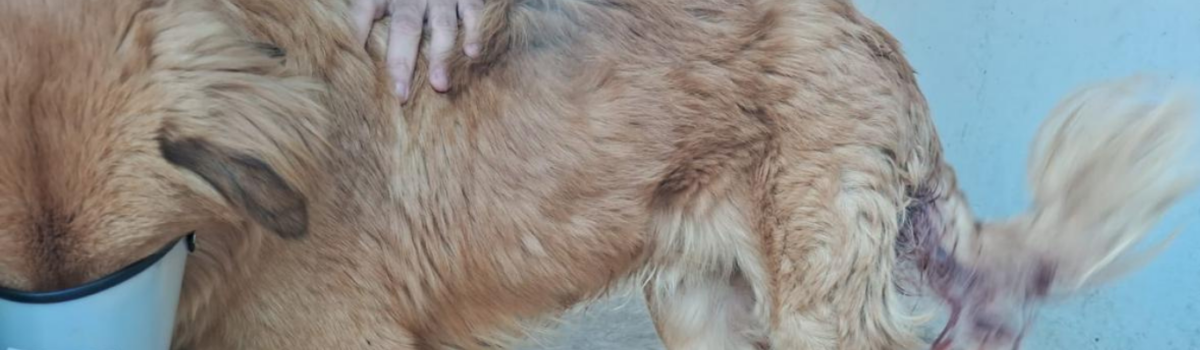 PCGO resgata cachorro atropelado e prende responsável por negligência em Rio Verde