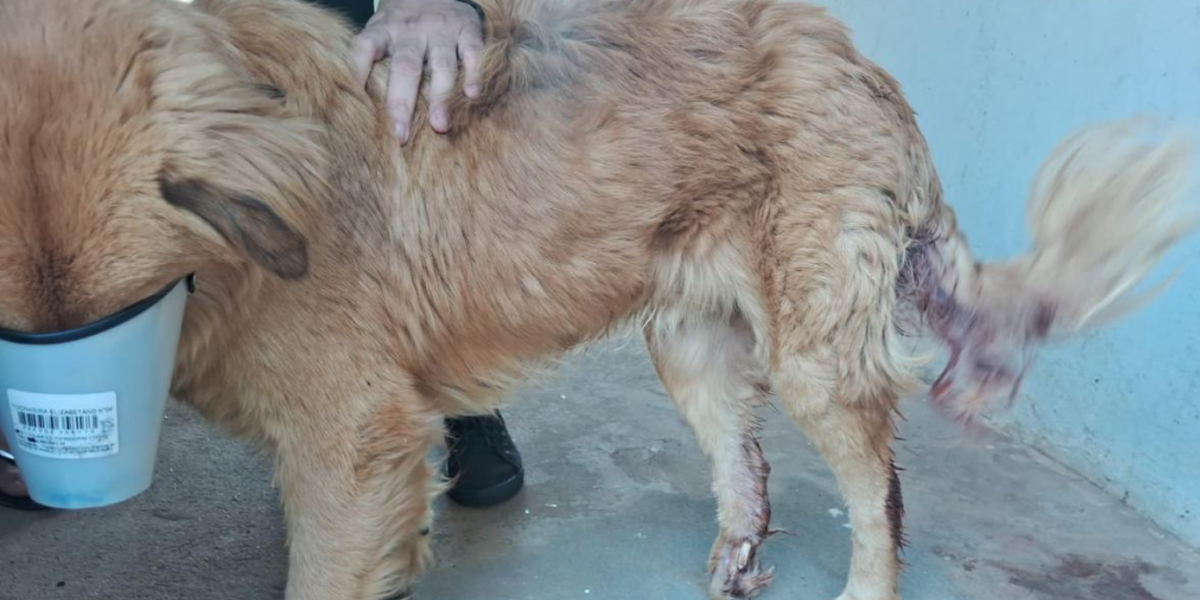 PCGO resgata cachorro atropelado e prende responsável por negligência em Rio Verde