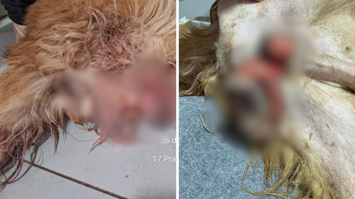 PCGO resgata cachorro atropelado e prende responsável por negligência em Rio Verde