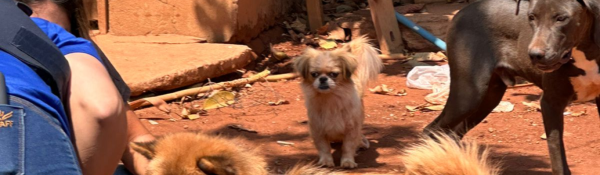 PCGO resgata cães que foram abandonados em GO após tutor se mudar para o MA e deixar os animais trancados em casa e sem alimentação