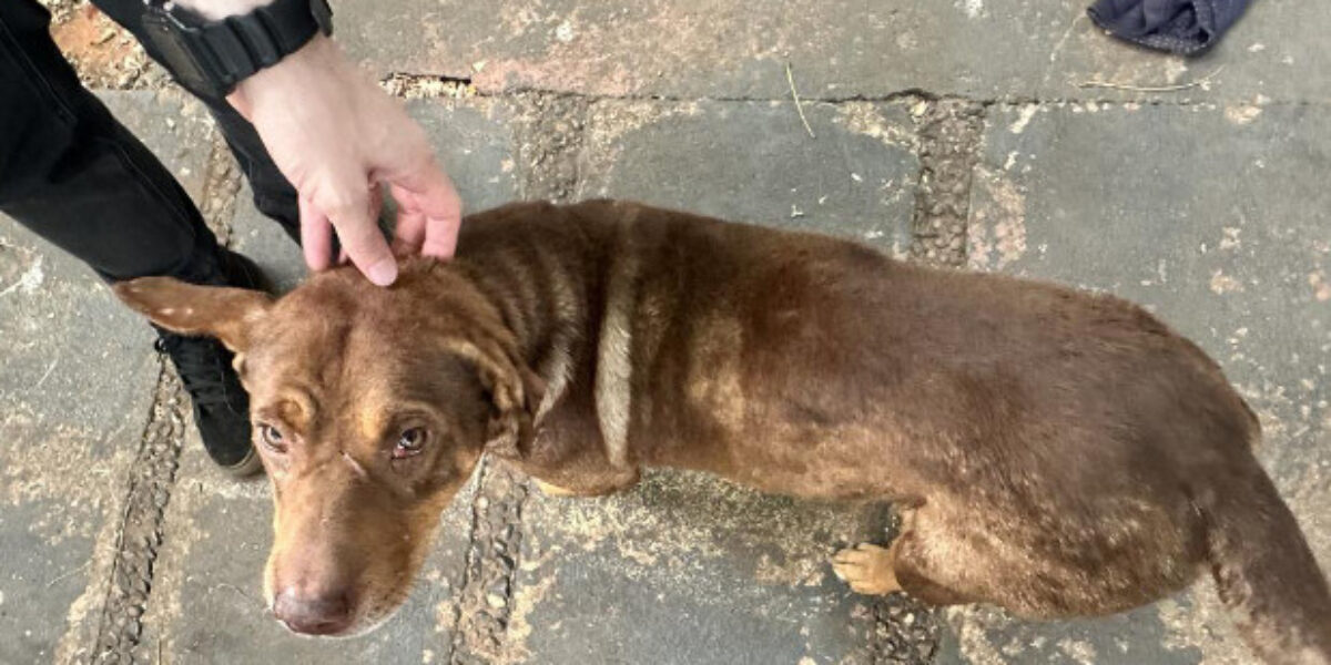 Polícia Civil cumpre busca e apreensão e resgata cães em situação de maus-tratos pelo tutor, em Goiânia
