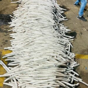 Polícia Civil apreende quase 1 tonelada de explosivos, a maior apreensão deste material em Goiás