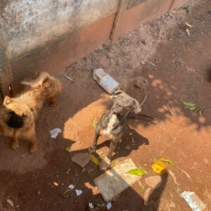 PCGO resgata cães que foram abandonados em GO após tutor se mudar para o MA e deixar os animais trancados em casa e sem alimentação