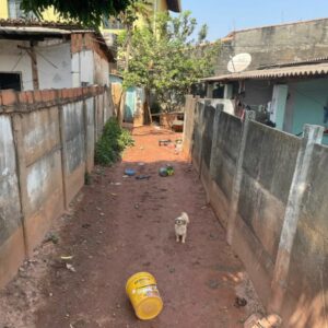 PCGO resgata cães que foram abandonados em GO após tutor se mudar para o MA e deixar os animais trancados em casa e sem alimentação