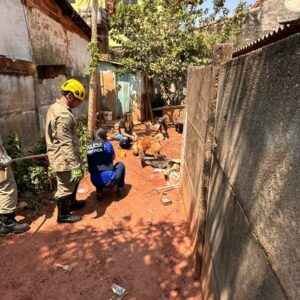 PCGO resgata cães que foram abandonados em GO após tutor se mudar para o MA e deixar os animais trancados em casa e sem alimentação
