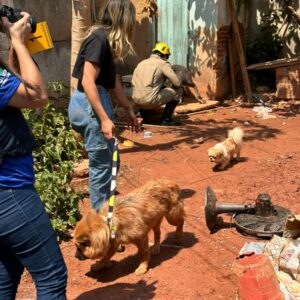 PCGO resgata cães que foram abandonados em GO após tutor se mudar para o MA e deixar os animais trancados em casa e sem alimentação