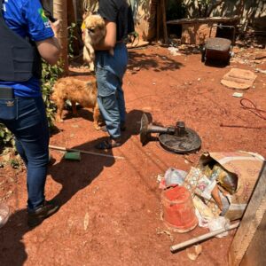 PCGO resgata cães que foram abandonados em GO após tutor se mudar para o MA e deixar os animais trancados em casa e sem alimentação