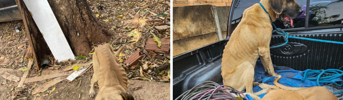 PCGO prende homem por maltratar cachorros e aves e resgata animais caquéticos e que estavam amarrados