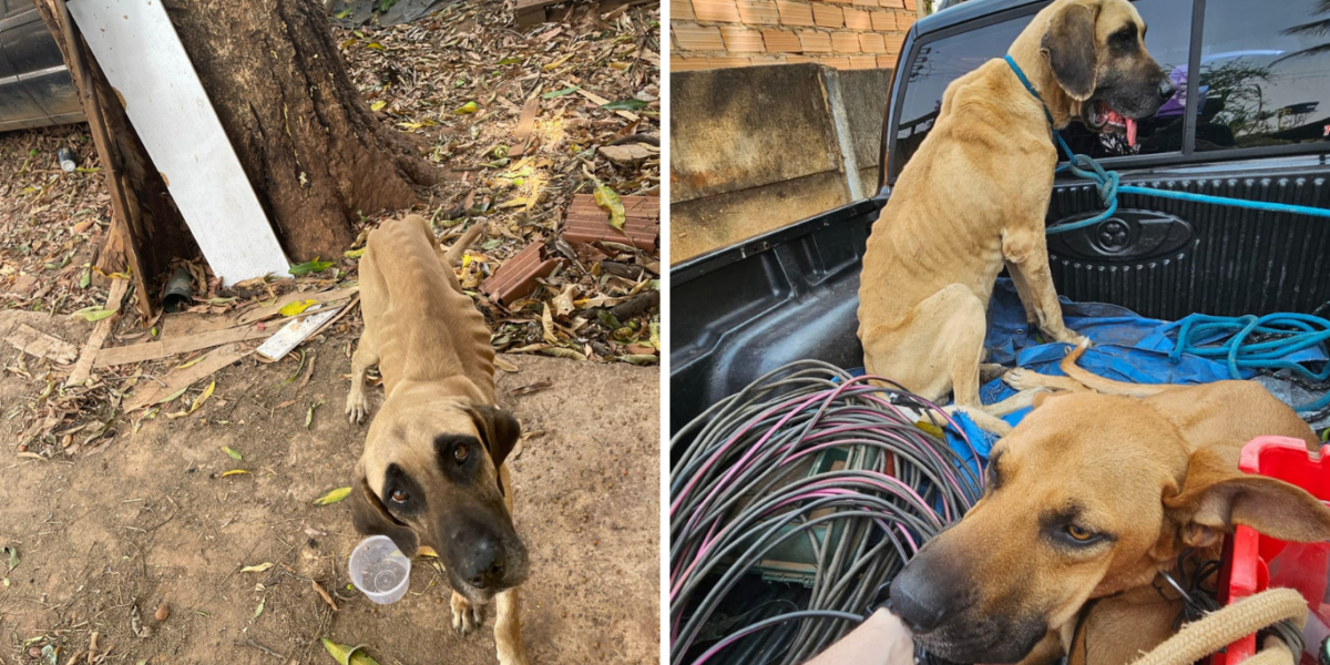 PCGO prende homem por maltratar cachorros e aves e resgata animais caquéticos e que estavam amarrados