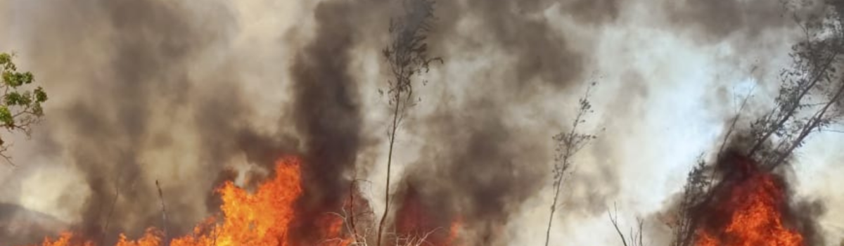 PCGO prende homem por causa incêndio em Assunção de Goiás