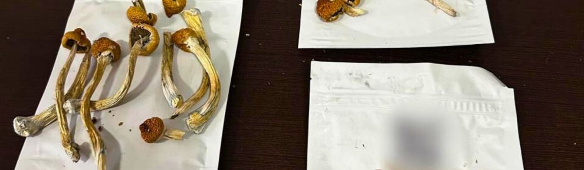 PCGO desarticula laboratório de cogumelos alucinógenos que funcionava em escritório de advocacia