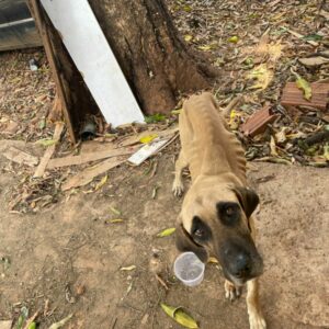 PCGO prende homem por maltratar cachorros e aves e resgata animais caquéticos e que estavam amarrados