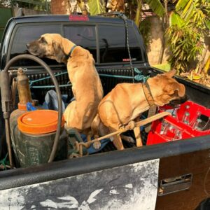 PCGO prende homem por maltratar cachorros e aves e resgata animais caquéticos e que estavam amarrados