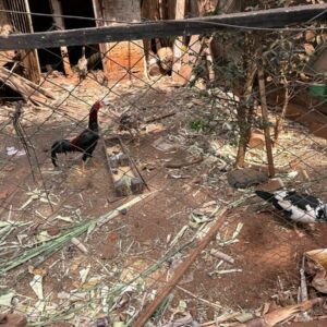 PCGO prende homem por maltratar cachorros e aves e resgata animais caquéticos e que estavam amarrados