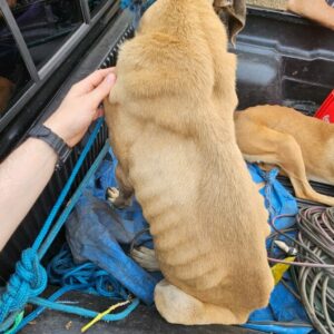 PCGO prende homem por maltratar cachorros e aves e resgata animais caquéticos e que estavam amarrados