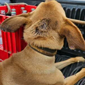 PCGO prende homem por maltratar cachorros e aves e resgata animais caquéticos e que estavam amarrados