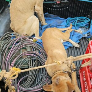 PCGO prende homem por maltratar cachorros e aves e resgata animais caquéticos e que estavam amarrados