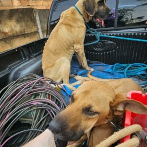 PCGO prende homem por maltratar cachorros e aves e resgata animais caquéticos e que estavam amarrados