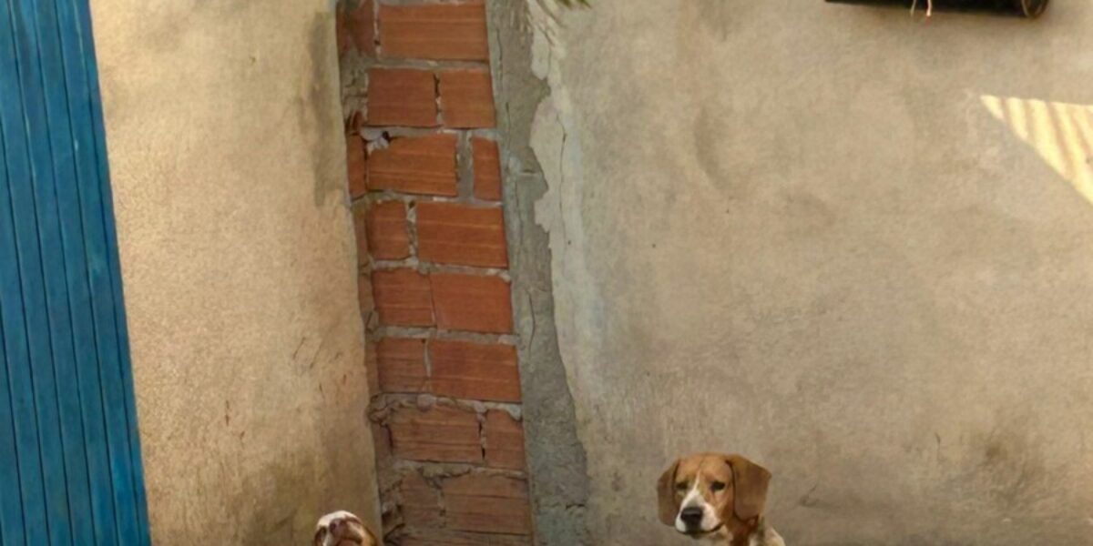 Autor de maus-tratos a cães Beagle é preso em Inhumas