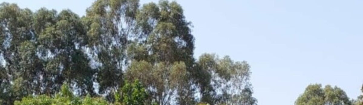 Polícia Civil investiga suspeito de estuprar filha e enteada e investigado é preso em Senador Canedo