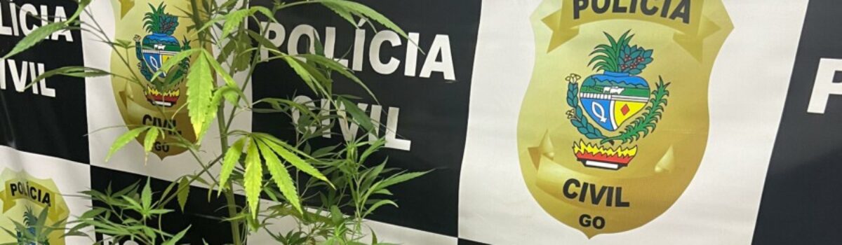 Investigação da PCGO prende, com apoio da PMGO, suspeitos de roubo de moto e tráfico de drogas em Jaraguá