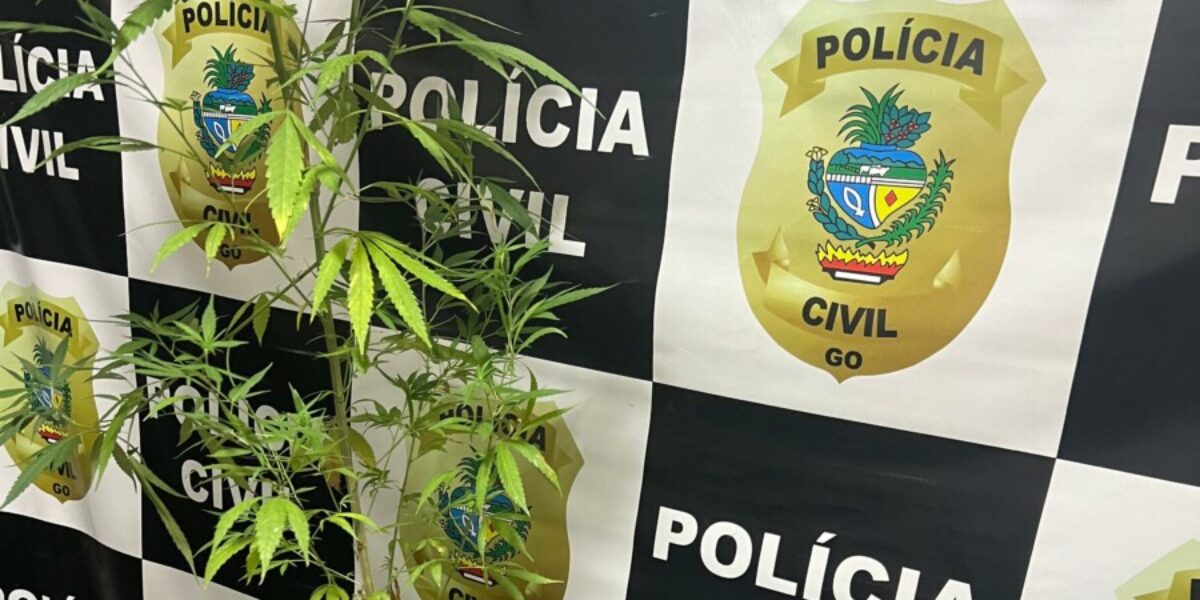 Investigação da PCGO prende, com apoio da PMGO, suspeitos de roubo de moto e tráfico de drogas em Jaraguá