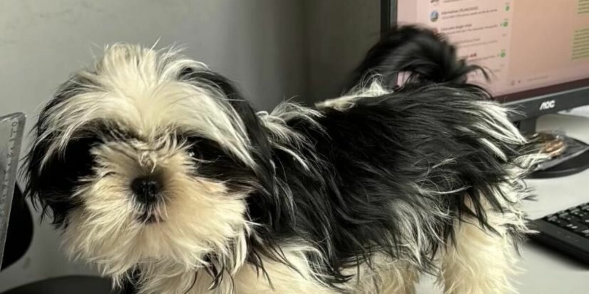 Polícia Civil recupera filhote de Shih Tzu subtraído em Crixás