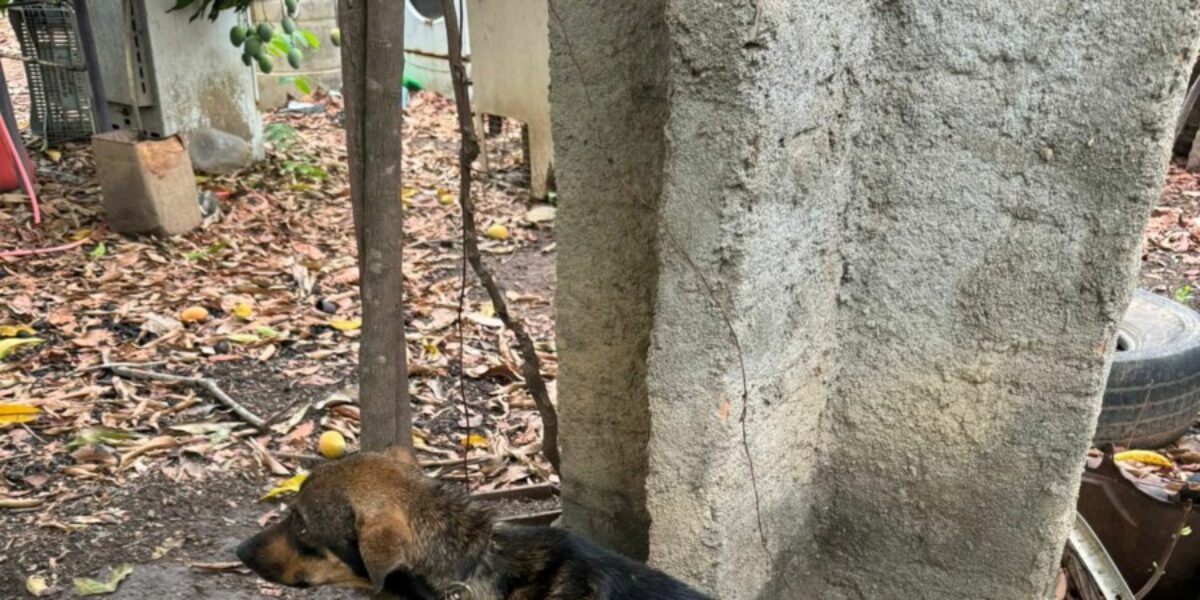 Polícia Civil resgata cachorro vítima de maus-tratos; animal foi amarrado a um poste, em Aruanã