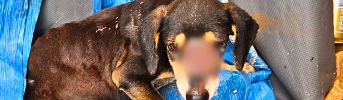 PCGO prende em flagrante homem por negar socorro a cadela com focinho tomado de miíase