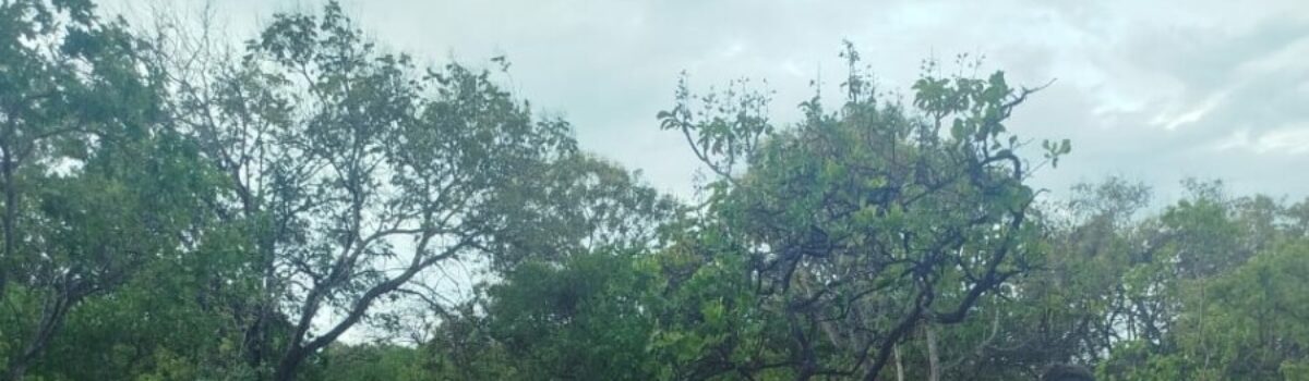 Polícia Civil prende investigado por porte ilegal de arma e crimes ambientais no nordeste goiano