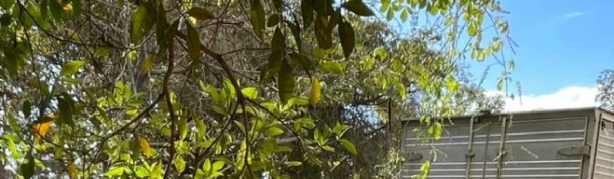 Polícia Civil prende dois homens foragidos por homicídio contra vítima de Caldas Novas