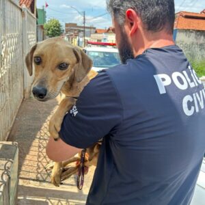 PCGO prende homem que tentou despistar policiais após equipe encontrar cachorro em condições precárias