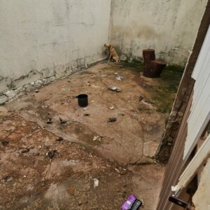 PCGO prende homem que tentou despistar policiais após equipe encontrar cachorro em condições precárias