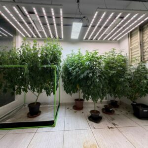 PCGO identifica plantação de maconha em imóvel de Caldas Novas e prende suspeito em flagrante por tráfico de drogas