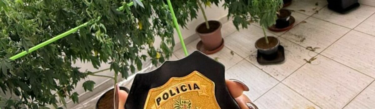 PCGO identifica plantação de maconha em imóvel de Caldas Novas e prende suspeito em flagrante por tráfico de drogas