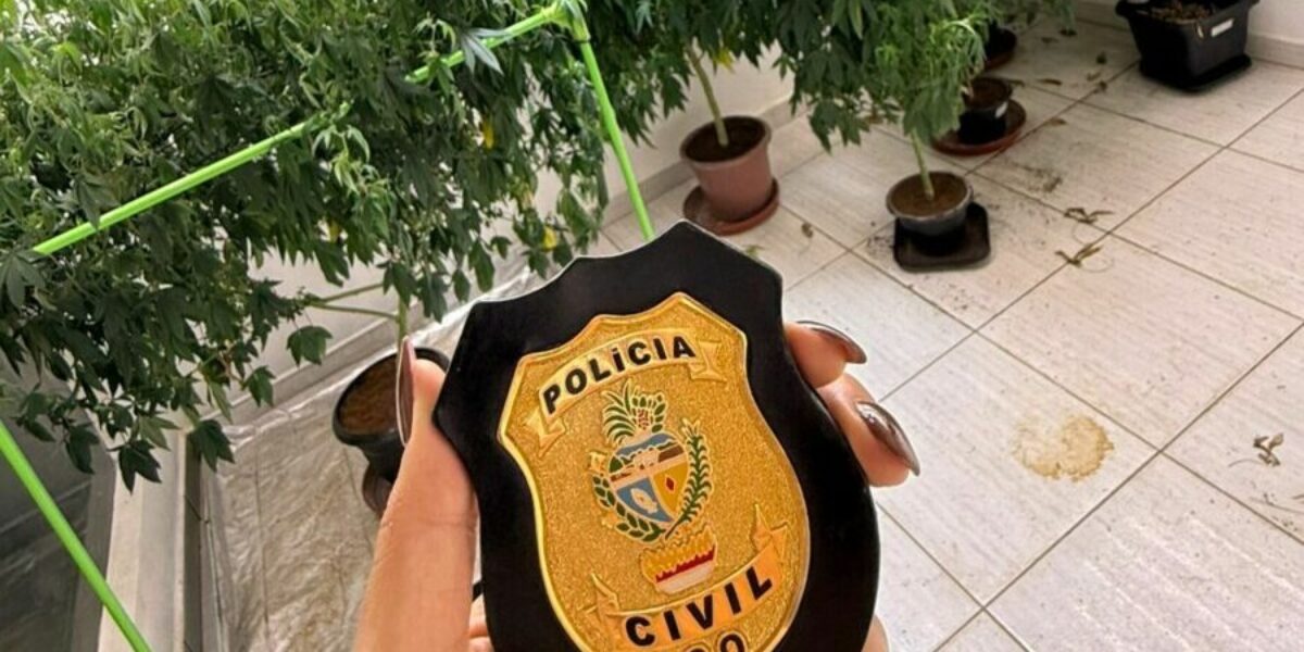 PCGO identifica plantação de maconha em imóvel de Caldas Novas e prende suspeito em flagrante por tráfico de drogas