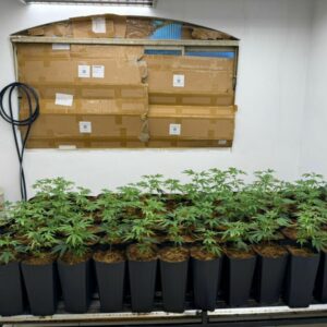 PCGO identifica plantação de maconha em imóvel de Caldas Novas e prende suspeito em flagrante por tráfico de drogas