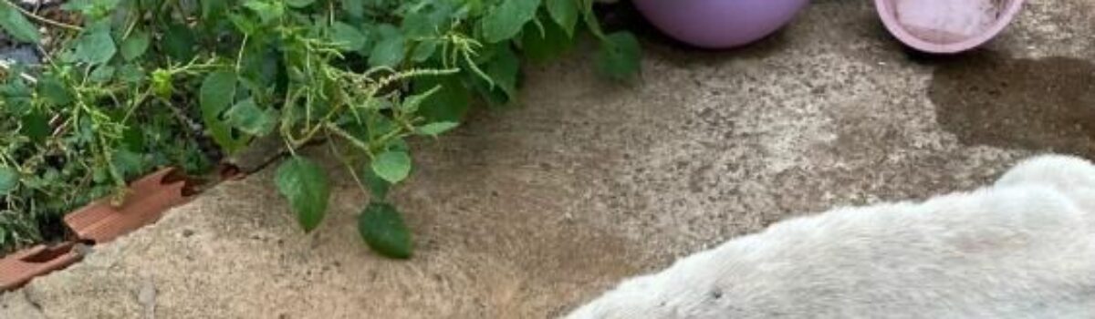 PC prende dono de cão vítima de abandono prolongado e maus-tratos, em Rio Verde